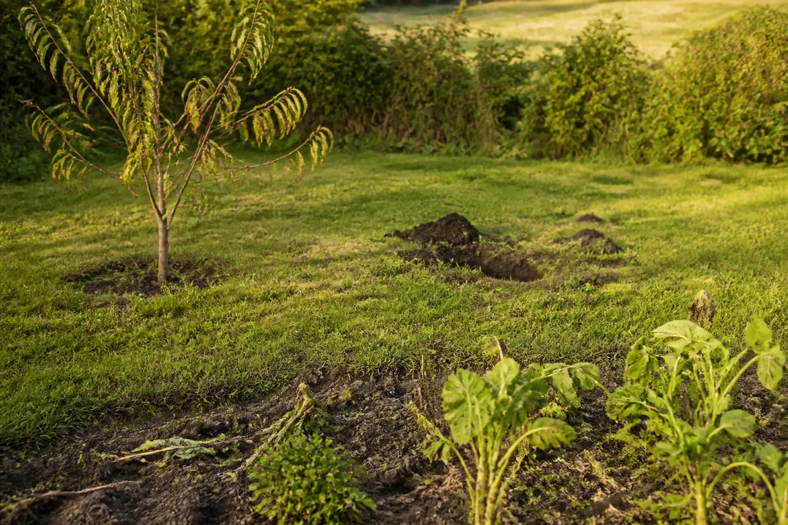 Rat taupier dans un jardin rural français : jeunes arbres flétris, mottes de terre, sol affaissé et légumes perturbés