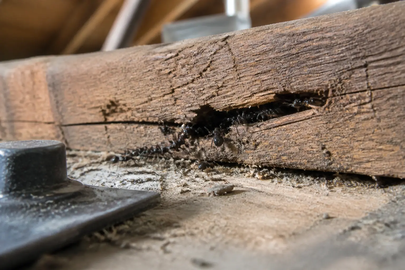 Fourmis charpentières sortant d’une fissure d’une poutre en bois dans un grenier humide, gros plan réaliste.
