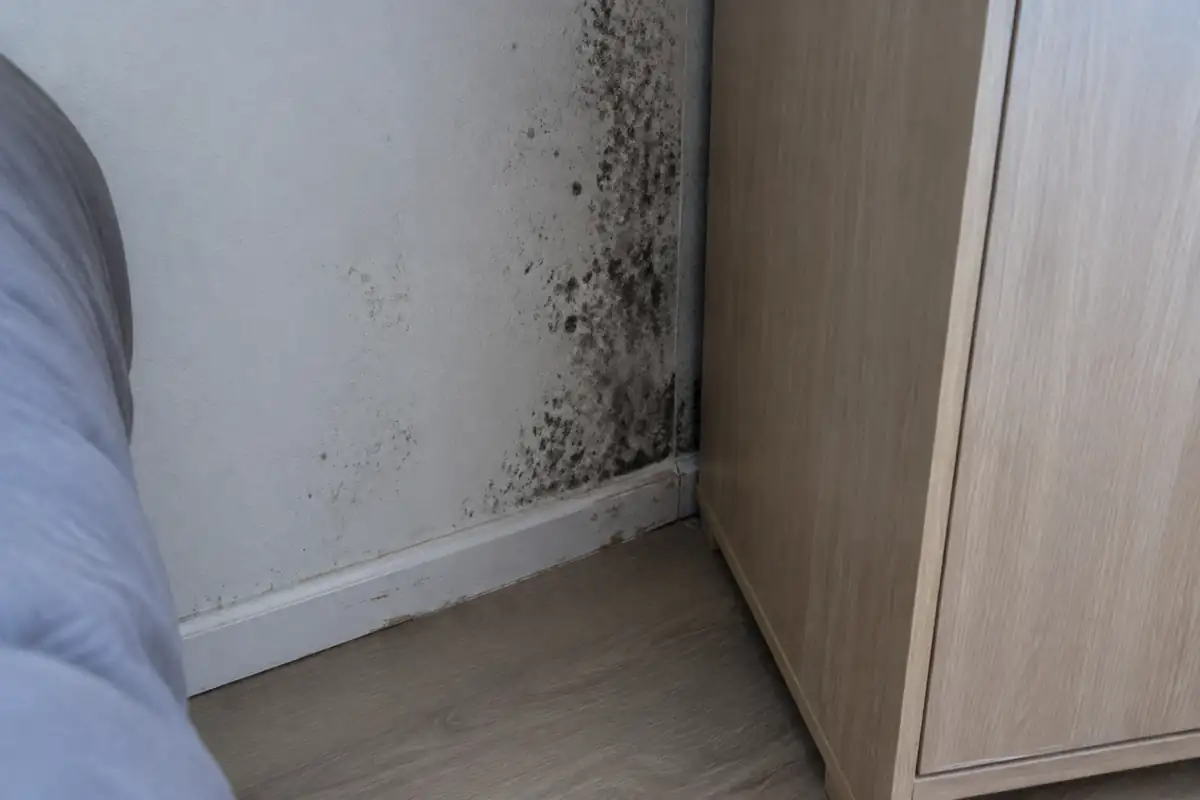 Moisissure sur un mur : la cause décide du coût, et de qui le supporte